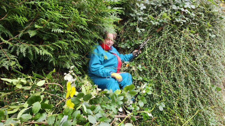Projekt Dornenhecke…
