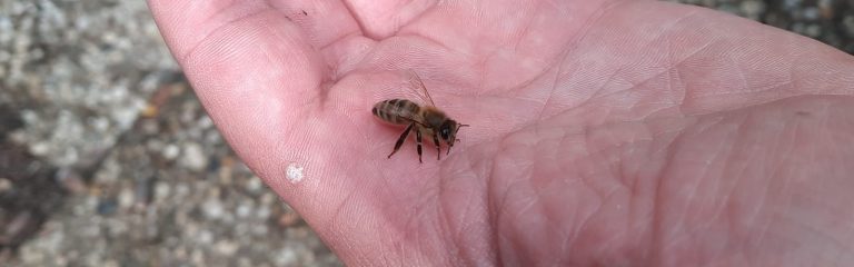 Bienenvolk zwei ist da…