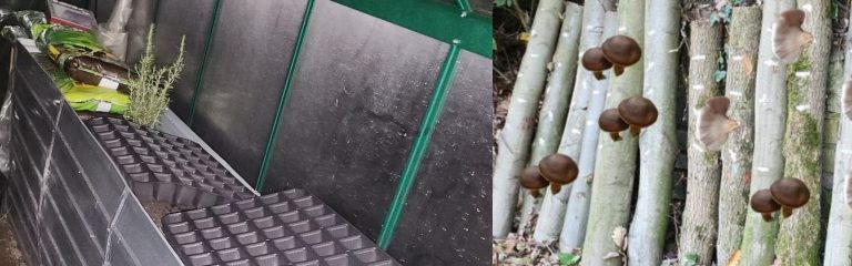 Pilze Peter gibt Gas…