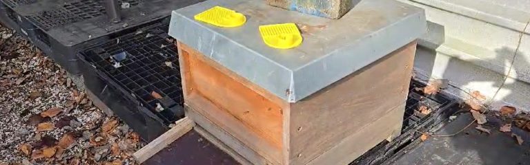 Bienen fliegen wieder…