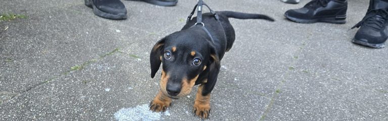 A.F.D.D.A.F.D.C. Fiete ist da..