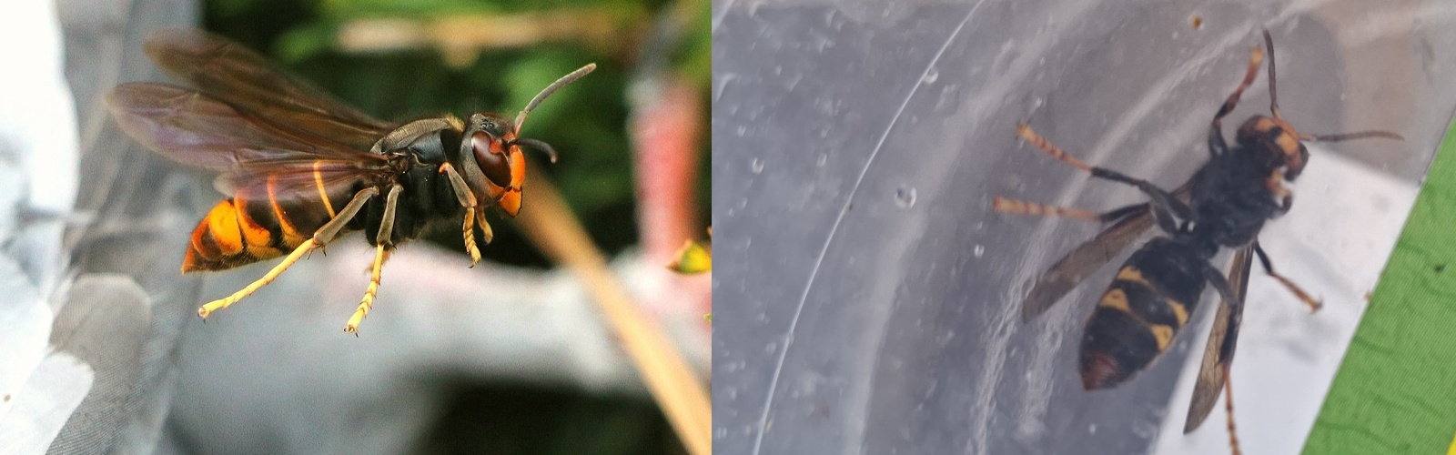 AUGEN AUF: Asiatische Hornisse beim TBD…