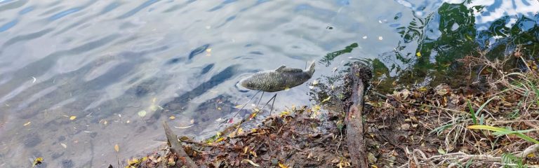 Bogensport und so im Oktober…